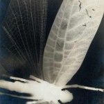 Curtis Moffat (1887-1949), Dragonfly, circa 1930