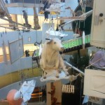 cattelan-ny6