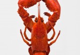Raw Color - Lobster Squid ink