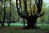 Bosco di Sant’Antonio. Il grande faggio a candelabro abbattuto da un fulmine (foto Roberto Gildi-Carsa Edizioni)