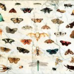 Jan Van Kessel il Vecchio - Studi di farfalle e altri insetti - 1659