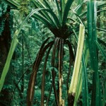 Mathias Poledna – Crystal Palace (2007) – Courtesy of the artist and Galerie Meyer Kainer, Vienna, Galerie Buchholz, Cologne-Berlin, Richard Telles Fine Art, Los Angeles
