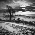 Don McCullin - Somerset, Gran Bretagna, 1991 © Don McCullin (Contact Press Images)