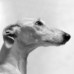 Alberto Garcia-Alix