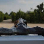 Reggia di Venaria Reale - Art Jungle, 2012 (foto Barbara Reale) 3