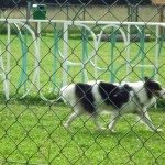 dOCUMENTA (13) – Brian Jungen – Dog Run – Katlsaue