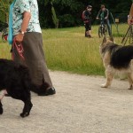 dOCUMENTA (13) – Visitatori verso Dog Run di Brian Jungen – Karlsaue