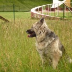 dOCUMENTA (13) – Vista parziale su Dog Run di Brian Jungen – Karlsaue