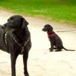 dOCUMENTA (13) – In vista di Dog Run di Brian Jungen – Karlsaue