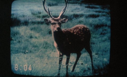 6 chris marker sans soleil 1983 Gore Vidal, Chris Marker: in memoriam