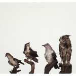 Guo Hongwei, Bird No. 2., 2011