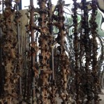 Pinuccio Sciola - Le Colonne Infinite. Omaggio a Gaudí - veduta della mostra presso la Basilica di San Saturnino, Cagliari 2012