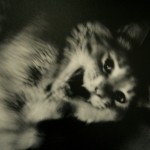Fotografia Festival, Roma 3