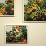 Fotografia Festival, Roma 6