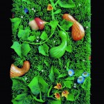 Osservazione della natura in stato di quiete - Piero Gilardi, Zuccaia autunnale, 2002, Tavolo Natura, 90x130x4,40 cm, Courtesy Galleria Santo Ficara, Firenze
