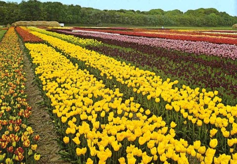 Coltiv tulipani pieno campo Il doppio valore dell’arte