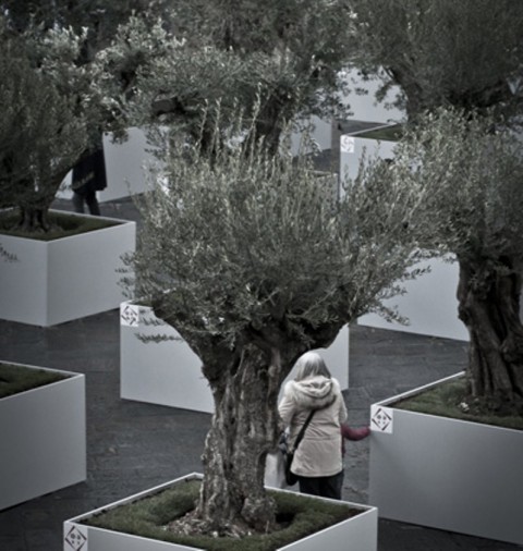 Giardino di Ulivi Florens Updates: metamorfosi paesaggistico-creative. Piazza San Giovanni diventa un Giardino di ulivi, qui c’è il video…