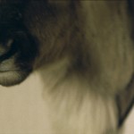 Ruben-Bellinkx - The Trophy - 2011