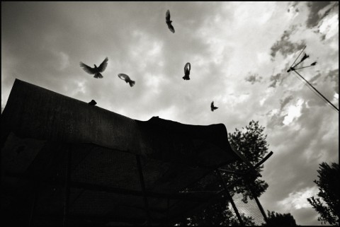 Voliera foto di Alessandro Scotti Il corpo e l’invisibile, contro ogni evidenza