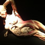 Body Worlds – Il vero mondo del corpo umano 1 480x358 Un anno di notizie. Da Body Worlds ad Andrea Diprè, passando per le turbolente vicende di Macao e i tristi bollettini sul terremoto in Emilia. Ecco gli articoli più letti del 2012 su Artribune