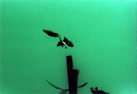 Natasa Radovic LAmore 2008 E dopo il corso, la mostra. I giovani curatori di A plus A si mettono alla prova con un progetto inedito. Tredici artisti, a Venezia, per raccontare la crisi di "questa era"...