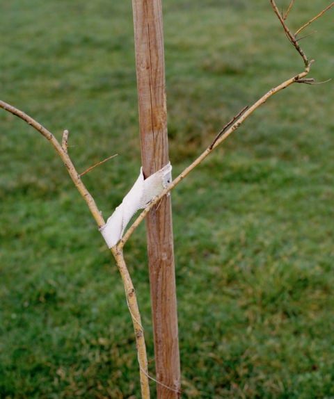 Jeff Wall, A Sapling supported by a Post, 2000, lightbox, 56.2 x 47 cm, Courtesy dell’artista