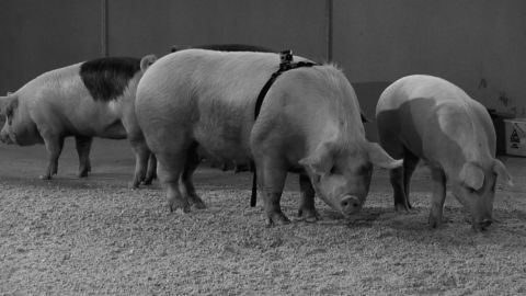 Santiago Sierra - The Iberic peninsula devoured by pigs - 2013 - Courtesy Prometeogallery, Milano