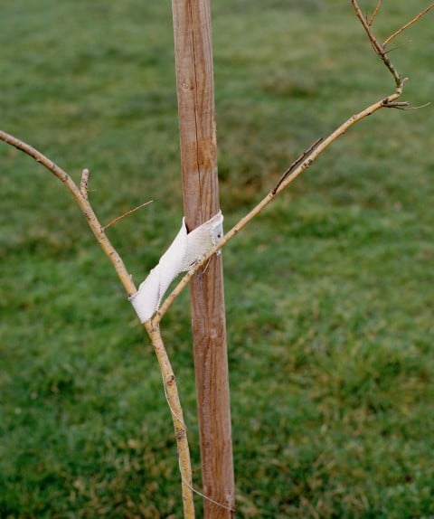 Jeff Wall, A Sapling supported by a Post, 2000 - Courtesy dell’artista 