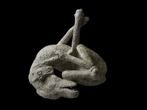 Plaster cast of a dog. Dalla Domus di Orfeo, Pompeii, 79 d.C. - Copyright Soprintendenza Speciale per i Beni Archeologici di Napoli e Pompei / Trustees of the British Museum