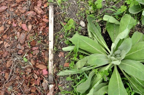 Claudio Rocchetti, Il Giardino Promesso - Appunti per una botanica manzoniana, 2013, Forte Marghera 