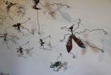 Insetti - veduta della mostra presso la Galleria Casa Dugnani, Robecco sul Naviglio 2013