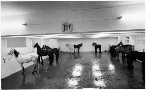 Jannis Kounellis, Cavalli, 1969