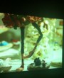 The Garden of Forking Paths, Contemporary Art Terminal, Shanghai - Nathalie Djurberg & Hans Berg