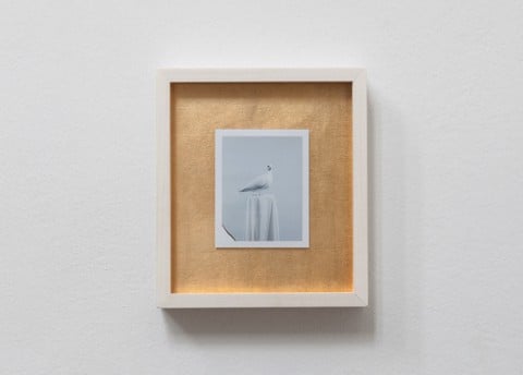 Julia Krahn, Die Taube in Gold 04 _ Polaroid, 2011-13