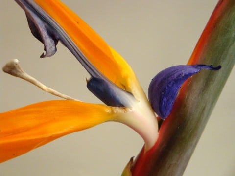 Claudia Botta, Aterlizia reginae (bird of paradise)