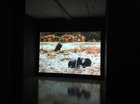 Mat Collishaw, Prize Crop, 2013