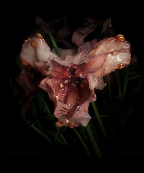 Mat Collishaw, Venal Muse Left, 2013