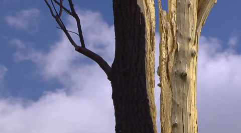 Giuseppe Penone - Versailles, Parigi