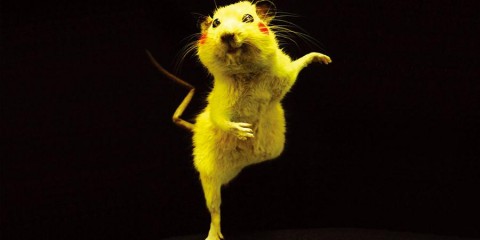 Chim Pom