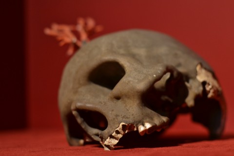 Cranio umano con corallo rosso, XVII sec. (?) - ©Pisa, Museo di Storia Naturale e del Territorio dell’Università di Pisa, Certosa di Calci