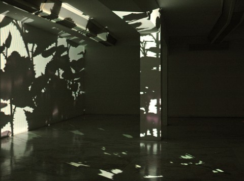 Paolo Piscitelli - Some prefer nettles - veduta della mostra presso il MLAC – Museo Laboratorio di Arte Contemporanea, Roma 2007