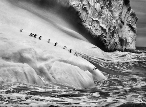 Sebastião Salgado, Isole South Sandwich, 2009 - © Sebastião Salgado/Amazonas Images