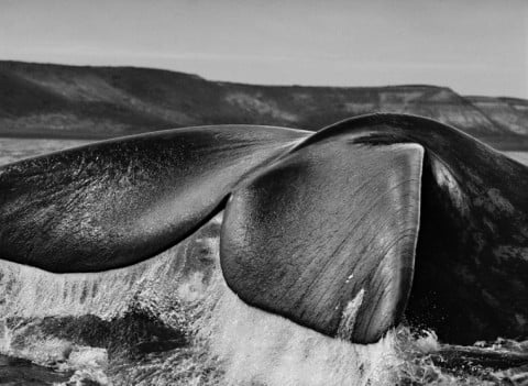 Sebastião Salgado, Penisola di Valdés, Argentina, 2004 - © Sebastião Salgado/Amazonas Images