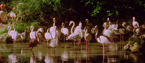 Fenicotteri, 2013 - un film di Francesca Coppola