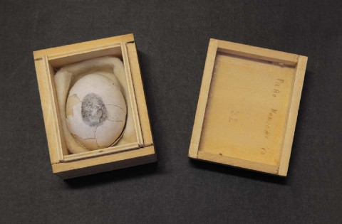 Piero Manzoni, Uovo scultura n.11, 1960