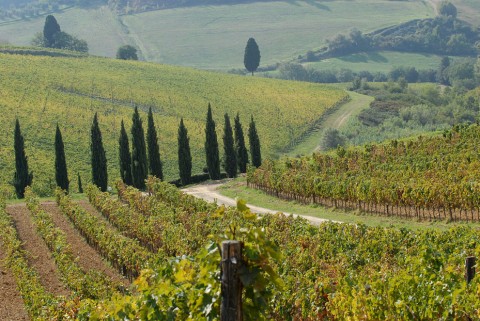 Consorzio del Chianti  Azienda Melini San Gimignano-Castellina Siena