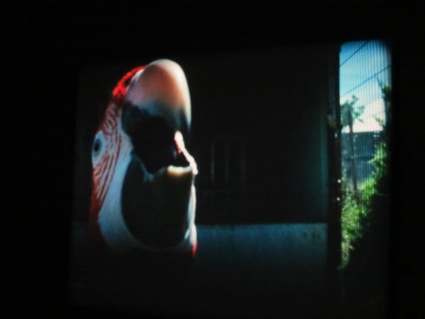 João Maria Gusmão e Pedro Paiva. Papagaio, Installation view, HangarBicocca, Milano