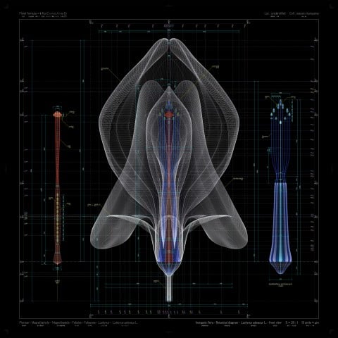 Macoto Murayama - Lathyrus odoratus L - front view - b 2012 - courtesy of Frantic gallery