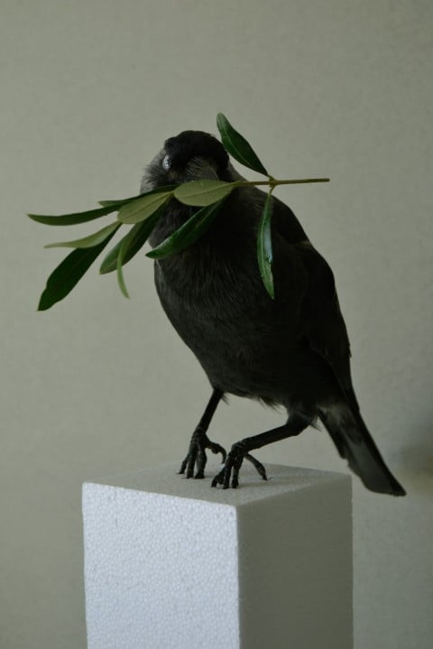 Gabriel Stoian, assemblage, taxidermy bird and olive branch, 40 x 30 cm, 2014. Courtesy of the artist and Bucharest Biennale