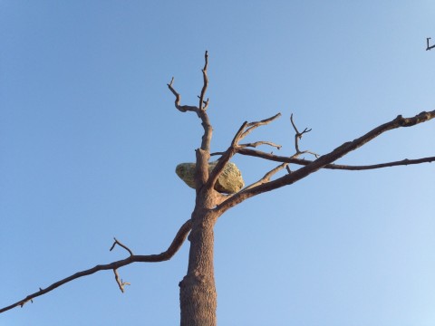 Giuseppe Penone a Forte Belvedere  (foto Valentina Grandini)